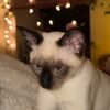 princess_maisie